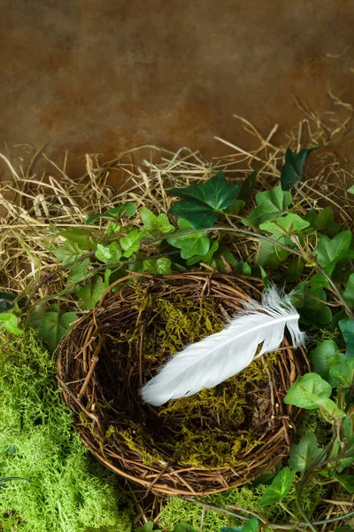Efeu und Federn im Nest — Stockfoto