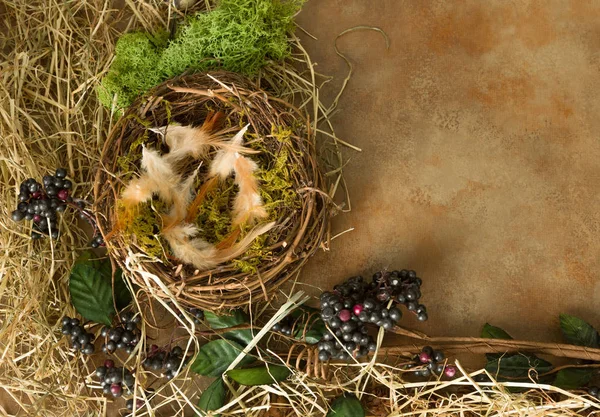 Moss and feathers in nest — Stock Photo, Image
