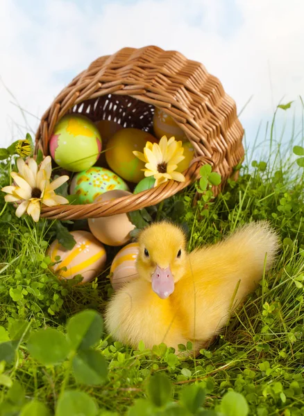 Niedliches Entlein mit Ostereiern — Stockfoto