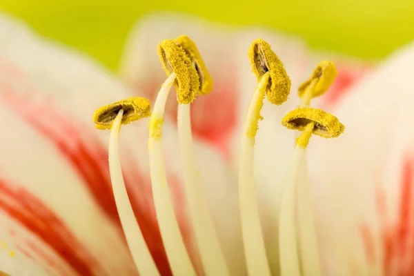 Pollen ercik — Stok fotoğraf