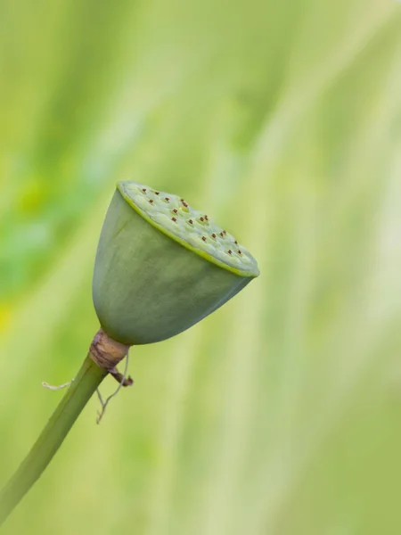 Olgun lotus pod yeşil karşı — Stok fotoğraf