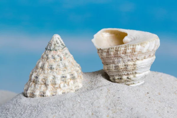 Trochus seashell Beach — Stok fotoğraf