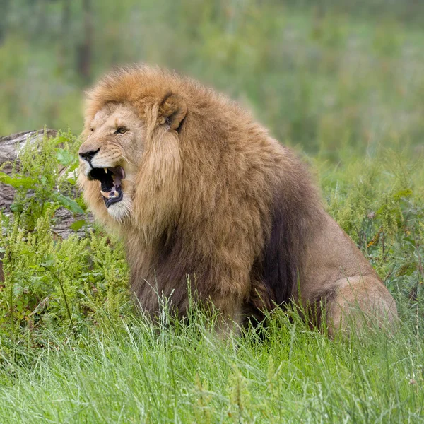 Χαμογελώντας closeup λιοντάρι — Φωτογραφία Αρχείου
