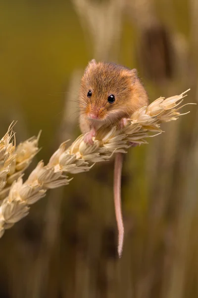Tiny Harvest Mouse — Stock Photo, Image