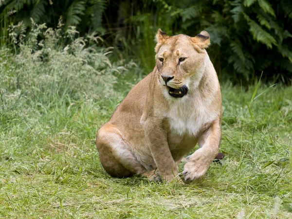 Roaring African lioness — Stock Photo, Image