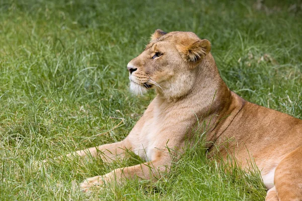 Profil afrikanische Löwin — Stockfoto
