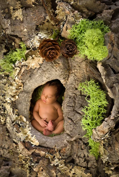 Νεογέννητο μωρό σε ένα κορμό δέντρου — Φωτογραφία Αρχείου