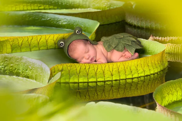 Baby on a victoria regina lotus leaf — Stok Foto