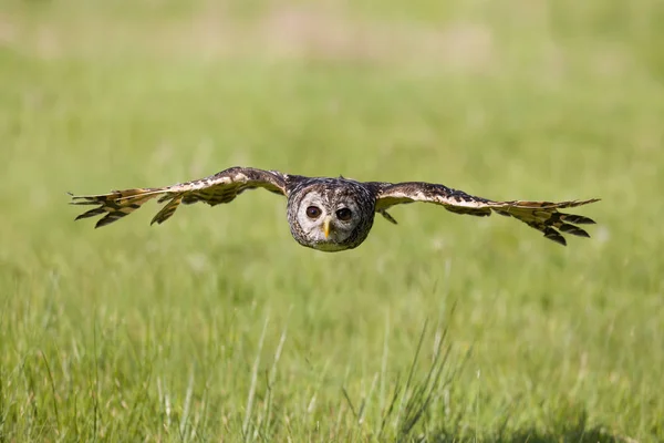 South American Chaco owl — Stock Photo, Image