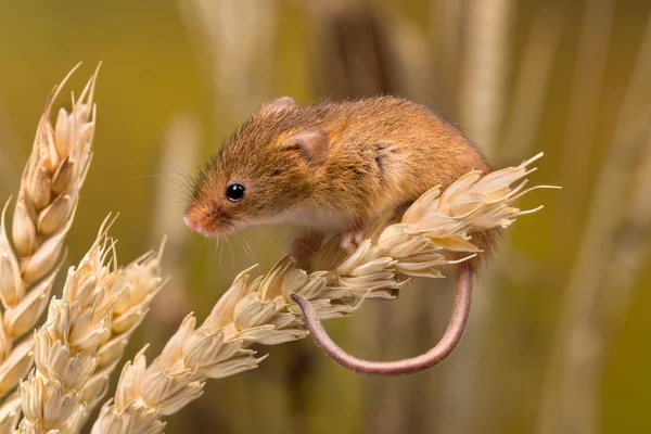 Cute Harvest Mouse — Stock Photo, Image