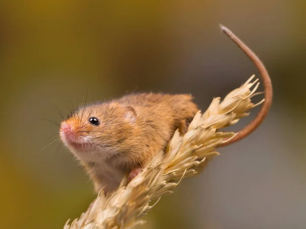 Ruiken dwergmuis — Stockfoto