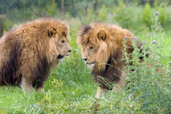 Δύο λιοντάρια σε χορτολιβαδικές εκτάσεις — Φωτογραφία Αρχείου