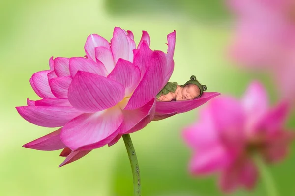 Bebek pembe lotus çiçeği — Stok fotoğraf