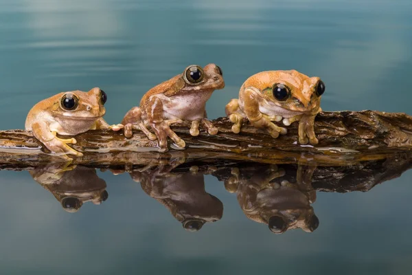 Three Amazon milk frogs on a log — Stock Photo, Image