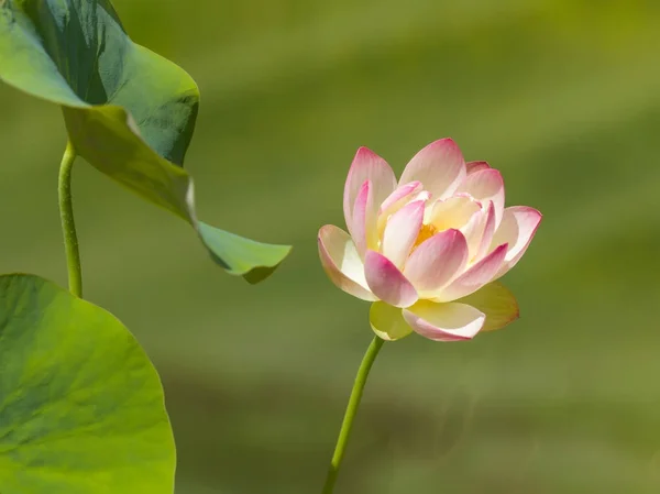 Holy lotus flower in pond