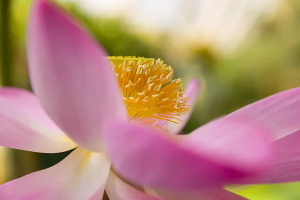 Heart of a lotus — Stock Photo, Image