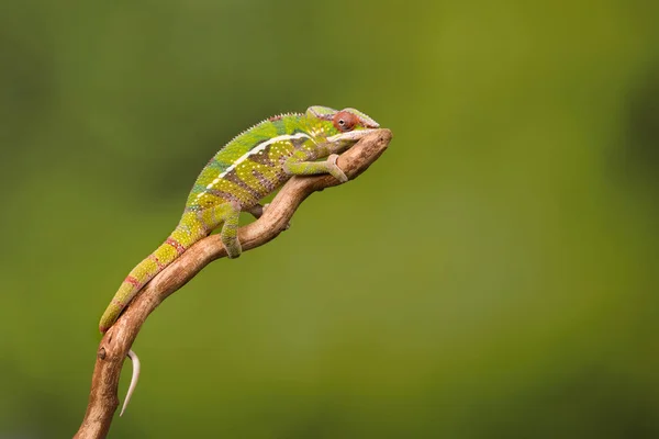 Kameleon lamparci na zielonym tle — Zdjęcie stockowe