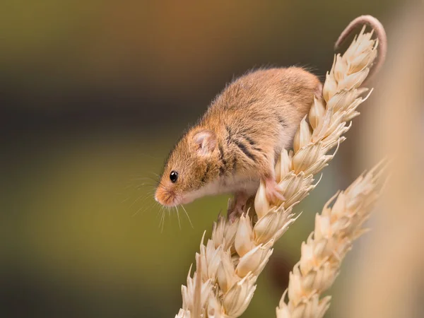 Tiny sklizeň myš — Stock fotografie