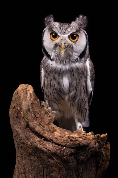 African White Faced Owl on black — Stock Photo, Image