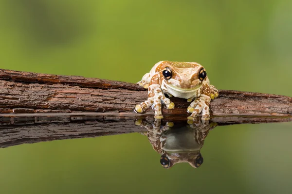 Reflected Amazon milk frog on wood — Stock Photo, Image
