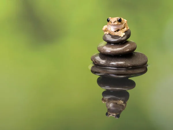 Grenouille paon sur pile zen — Photo