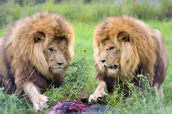 Zwei Löwen und eine Beute — Stockfoto