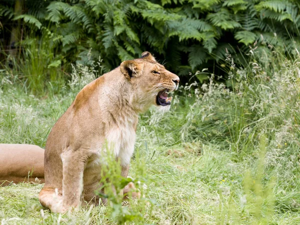Brüllende junge afrikanische Löwin — Stockfoto