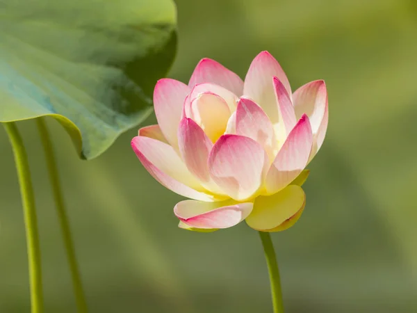 Holy lotus flower and leaf — Stock Photo, Image