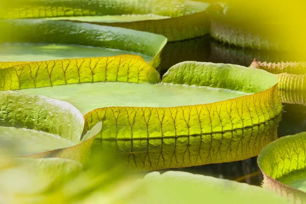 Victoria regia lämnar — Stockfoto