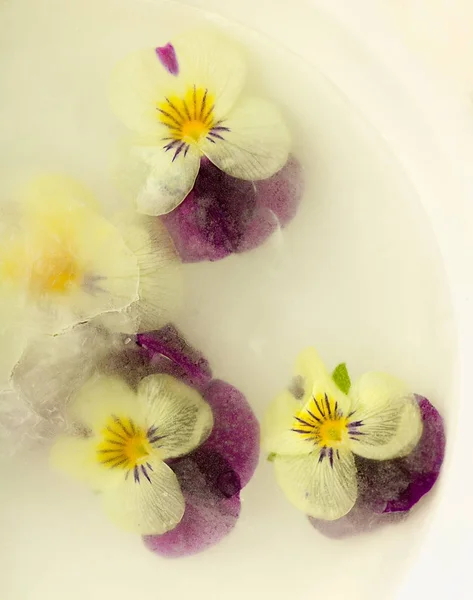 Заморожені пурпурні та сині квіти — стокове фото