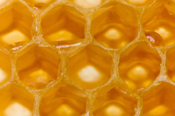 Méz a méhsejtben — Stock Fotó