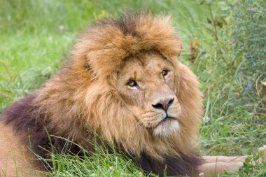 Aslan portre