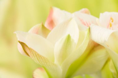 Pastel çiçek Amarylis