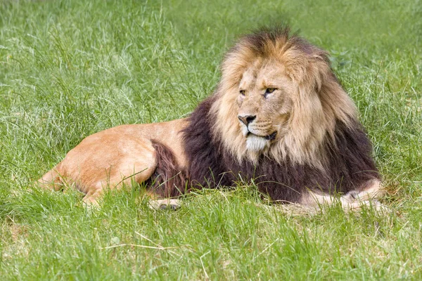 Πορτρέτο του ένα νεαρό αρσενικό αφρικανικό λιοντάρι — Φωτογραφία Αρχείου