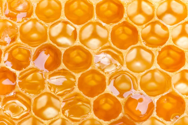 Macro de Honeycomb — Foto de Stock