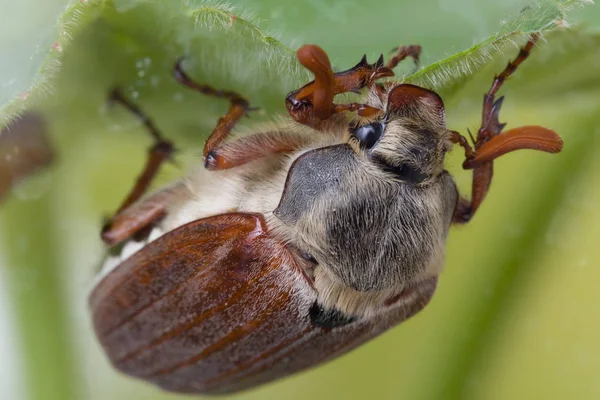 Escarabajo comiendo hojas — Foto de Stock