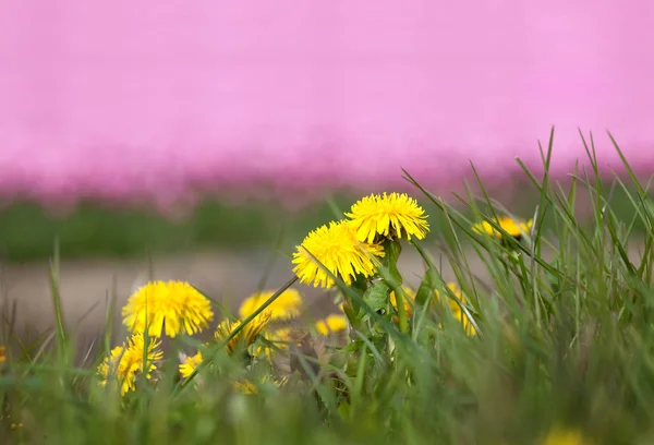 Cultivated tulips and dandelions — Stock Photo, Image