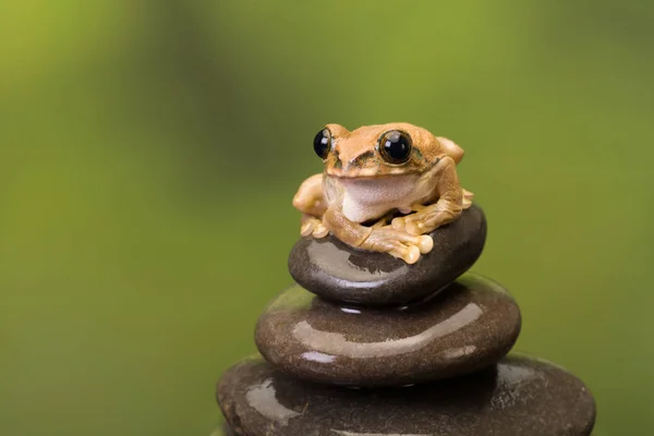 Павич деревна жаба на камені — стокове фото