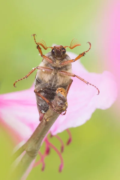 Maybeetle op een takje — Stockfoto