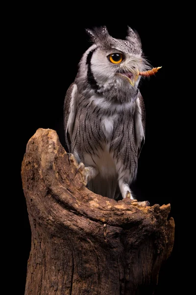 Afrikalı beyaz baykuş karşı karşıya bir piliç yemek