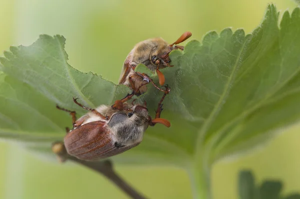 Dos maybugs en la hoja — Foto de Stock