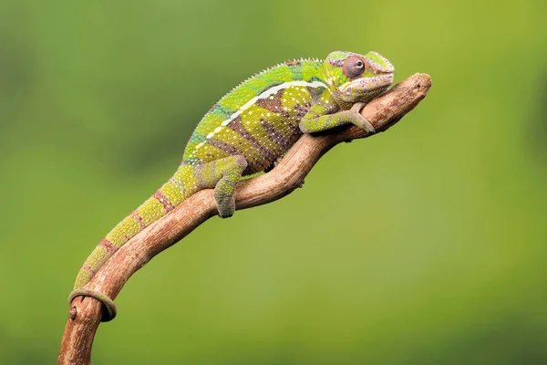 Kameleon lamparci piękne — Zdjęcie stockowe