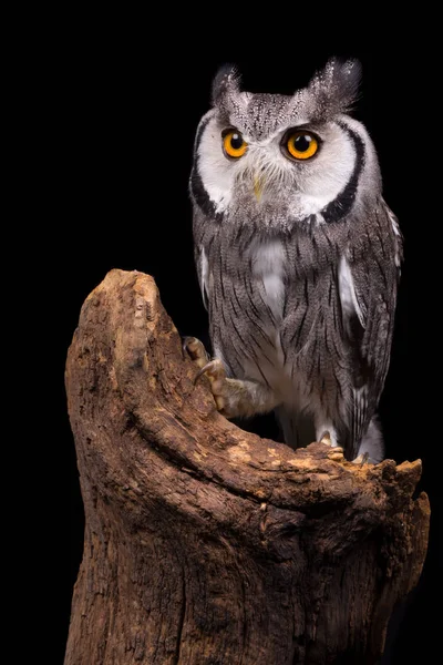 İzole Afrikalı beyaz yüzlü baykuş 