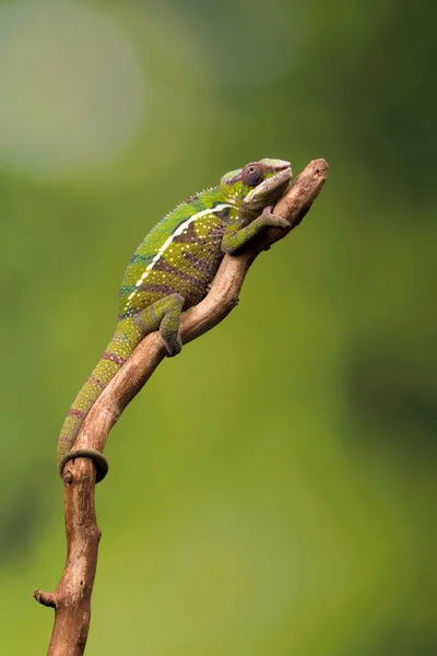 Panterkameleon op tak — Stockfoto