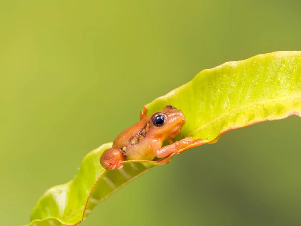 橙金色的芦苇蛙 — 图库照片