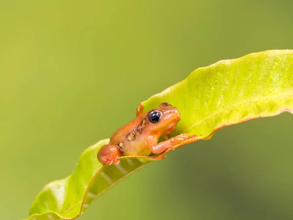 Orangefarbener Goldsedge-Frosch — Stockfoto