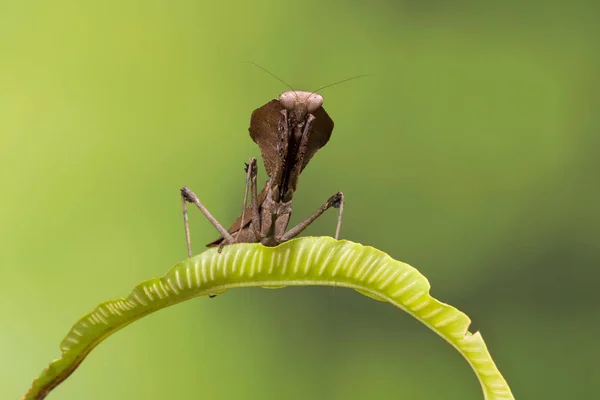 Mantis brązowy Duch — Zdjęcie stockowe