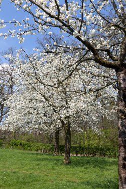 Flaman armut meyve bahçesi