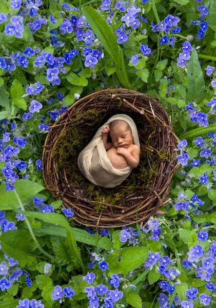Baby in speedwell nest — Stock Photo, Image