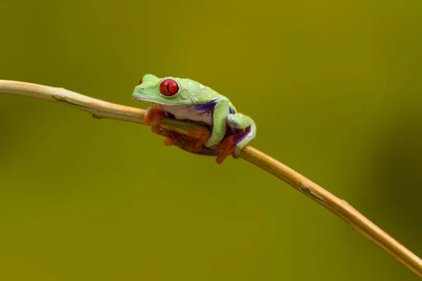 Callidryas Tree Frog — Stock Photo, Image